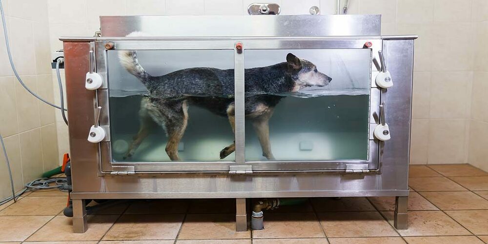 What Exactly Is A Dog Water Treadmill? Describe It In Detail.